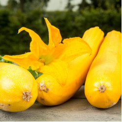Courgette Ola Gabriella F1 (Biologisch) (71355)