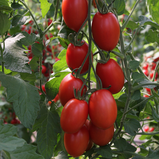 Tomaten Bolstar Sensatica (Biologisch) (71943)