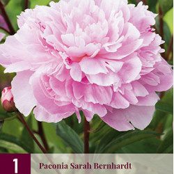 Pioenroos Sarah Bernardt (rose)