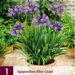 Agapanthus blue giant (1 st.)