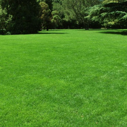 Graszaad speelgazon (250 gr)
