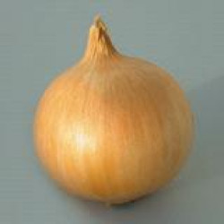 Plantuien Stuttgarter gele (1 kg)