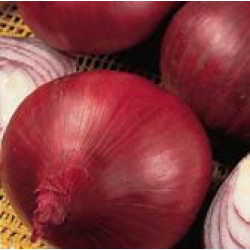 Plantuien Noordhollandse Rode (500 gr)