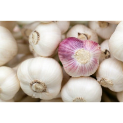 (29410) Knoflook Franse (5 st.) (leverbaar vanaf 1 februari)