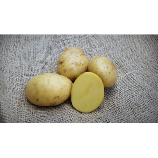 Pootaardappels Vitabella 28/35 Biologisch Pootaardappels Vitabella 28/35 Biologisch