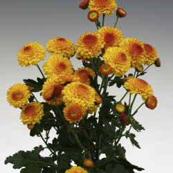 Chrysanten Bright Eye kleinbloemig