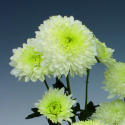 Chrysanten Ellen White kleinbloemig