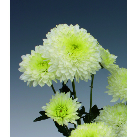 Chrysanten Ellen White kleinbloemig