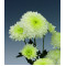 Chrysanten Ellen White kleinbloemig