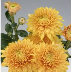 Chrysanten Gompie Bronze kleinbloemig