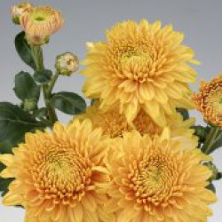 Chrysanten Gompie Bronze kleinbloemig