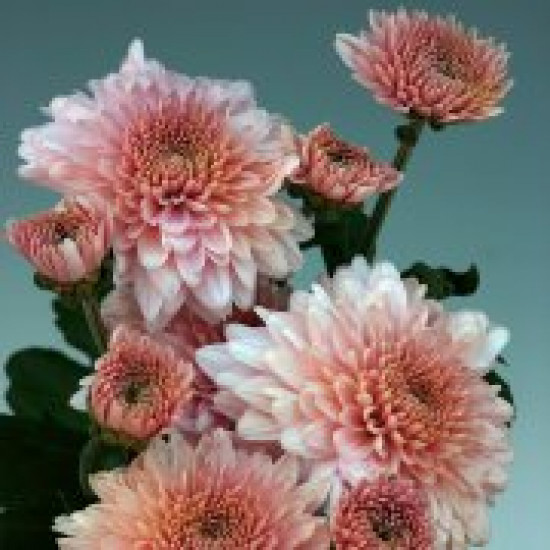 Chrysanten Gompie Pink kleinbloemig