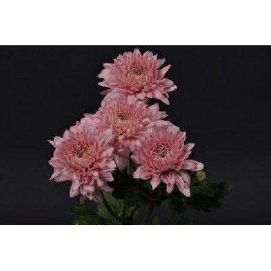 Chrysanten Gompie Pink kleinbloemig