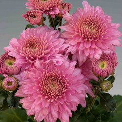 Chrysanten Gompie Purple kleinbloemig