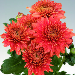 Chrysanten Gompie Red kleinbloemig
