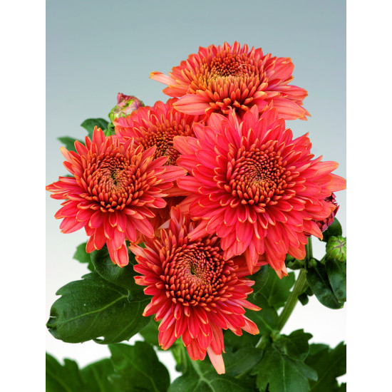 Chrysanten Gompie Red kleinbloemig