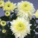 Chrysanten Gompie White kleinbloemig