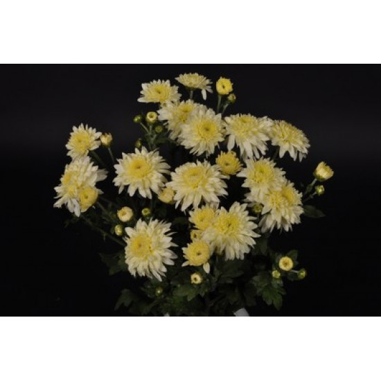 Chrysanten Gompie White kleinbloemig