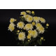 Chrysanten Gompie White kleinbloemig