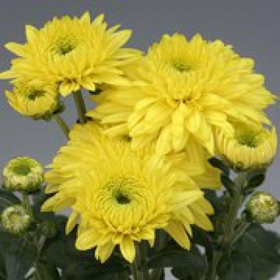 Chrysanten Gompie Yellow kleinbloemig