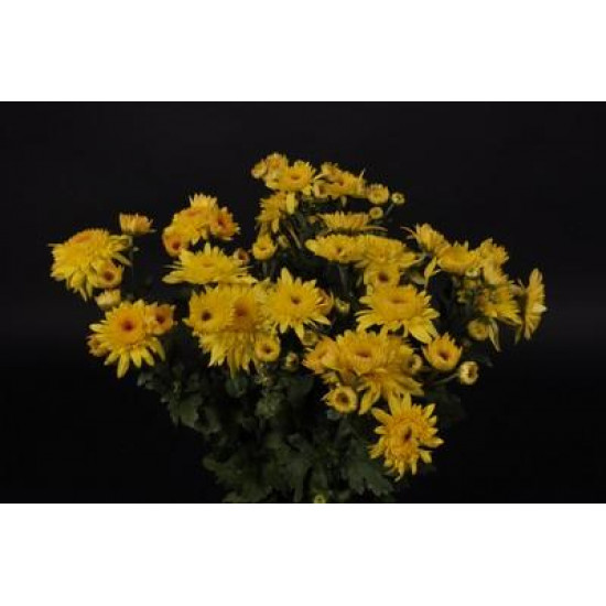 Chrysanten Gompie Yellow kleinbloemig