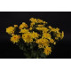 Chrysanten Gompie Yellow kleinbloemig Chrysanten Gompie Yellow kleinbloemig