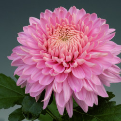 Chrysanten Marielle Pink kleinbloemig
