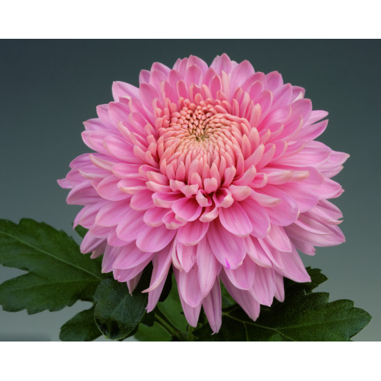 Chrysanten Marielle Pink kleinbloemig