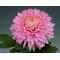 Chrysanten Marielle Pink kleinbloemig