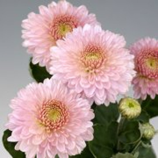 Chrysanten Pompon Pink kleinbloemig