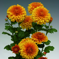 Chrysanten Wendy Bronze kleinbloemig