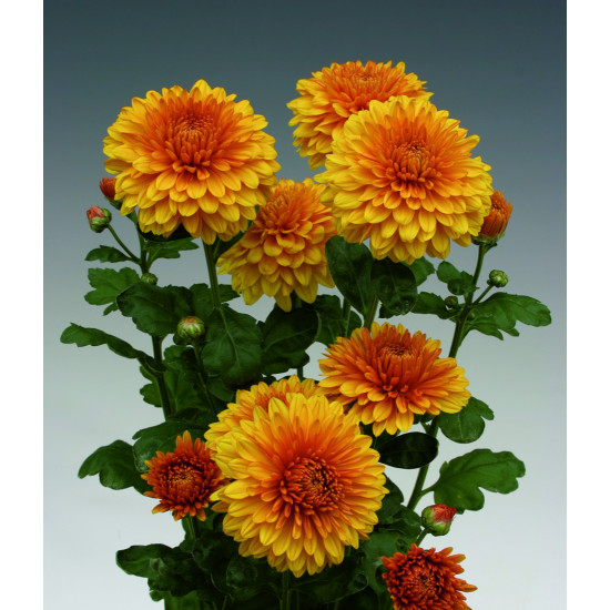 Chrysanten Wendy Bronze kleinbloemig