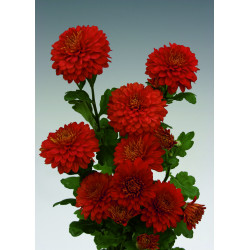 Chrysanten Wendy Red kleinbloemig