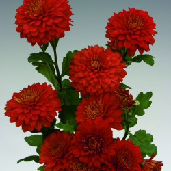 Chrysanten Wendy Red kleinbloemig