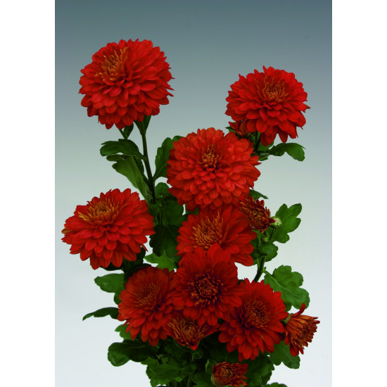 Chrysanten Wendy Red kleinbloemig