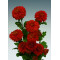 Chrysanten Wendy Red kleinbloemig