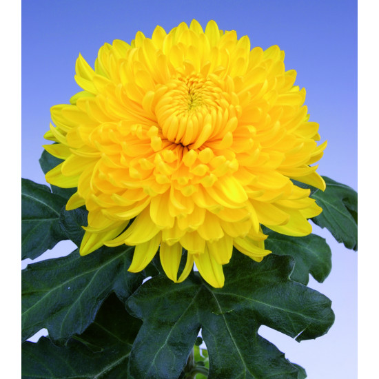 Chrysanten Golden Alec Bedser grootbloemig