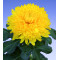 Chrysanten Golden Alec Bedser grootbloemig