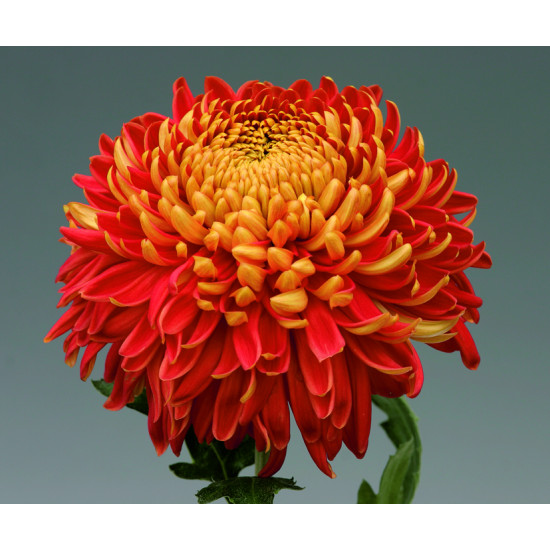 Chrysanten Hanenburg grootbloemig Chrysanten Hanenburg grootbloemig