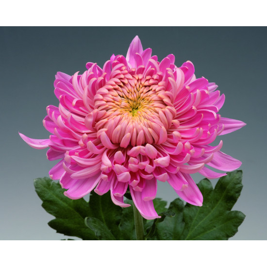 Chrysanten Holiday Pink grootbloemig Chrysanten Holiday Pink grootbloemig