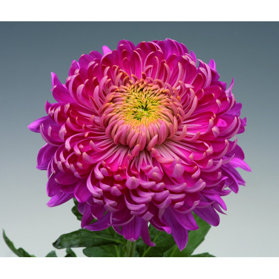 Chrysanten Holiday Purple grootbloemig Chrysanten Holiday Purple grootbloemig