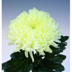 Chrysanten Ja Dank grootbloemig