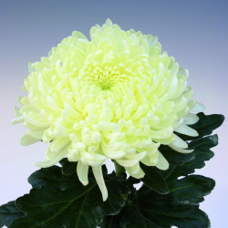 Chrysanten Ja Dank grootbloemig