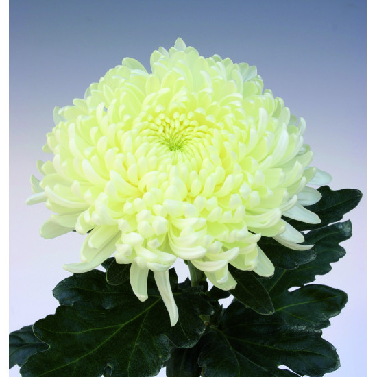 Chrysanten Ja Dank grootbloemig