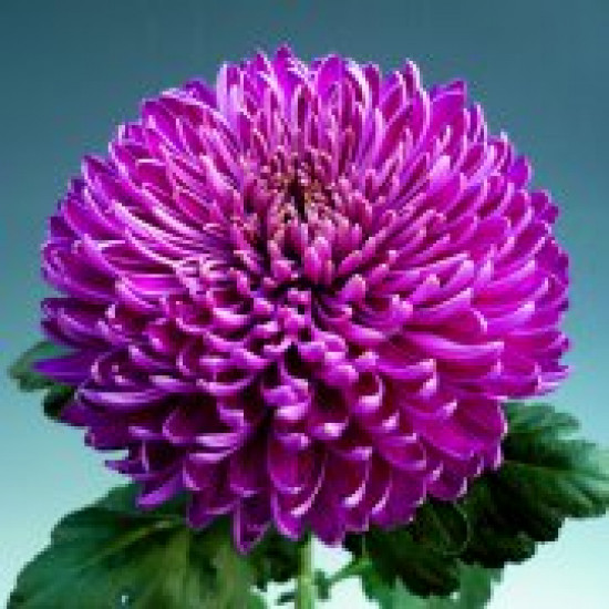 Chrysanten Regal Mist Purple grootbloemig