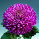 Chrysanten Regal Mist Purple grootbloemig