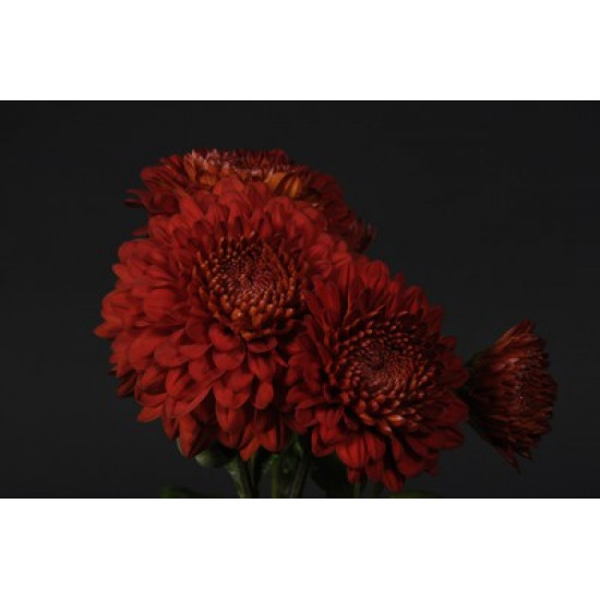 Chrysanten Regal Mist Red grootbloemig Chrysanten Regal Mist Red grootbloemig