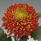 Chrysanten Tom Pearce grootbloemig