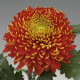 Chrysanten Tom Pearce grootbloemig