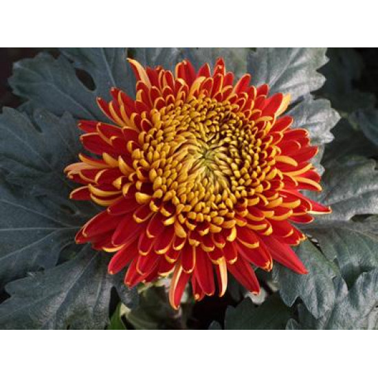 Chrysanten Tom Pearce grootbloemig